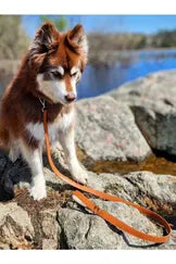 Sierra Sunrise Vegan Leather Lead